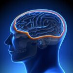 Paso de fármacos por la barrera hematoencefálica