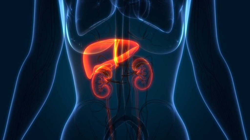 Eliminación de fármacos liposolubles del organismo