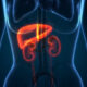 Eliminación de fármacos liposolubles del organismo