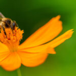 ¿Qué es el mutualismo?