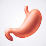 ¿Qué es el estómago?