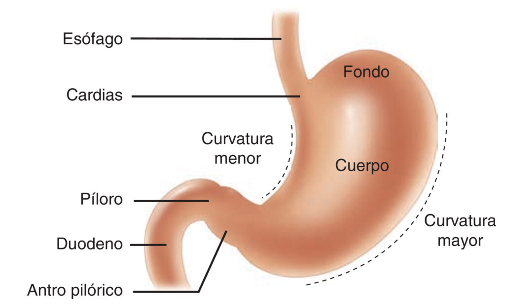 Puntos De Referencia Anatómica Del Estómago Homo Medicus