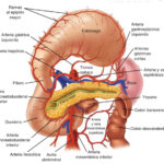 ¿Qué arterias irrigan el estómago?