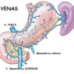 ¿Qué venas drenan el estómago?