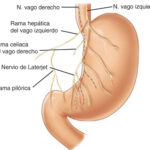 Inervación del estómago