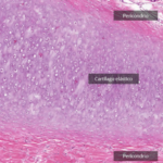 ¿Qué es el pericondrio?