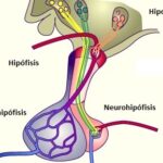 ¿Qué es el eje hipotálamo-hipofisario?