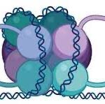 ¿Qué son los nucleosomas?