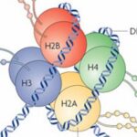 ¿Qué son las histonas?