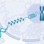 ¿Qué es la cromatina?