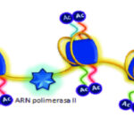 ¿Qué es la acetilación de histonas?