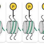 ¿Qué es la fosforilación de las histonas?