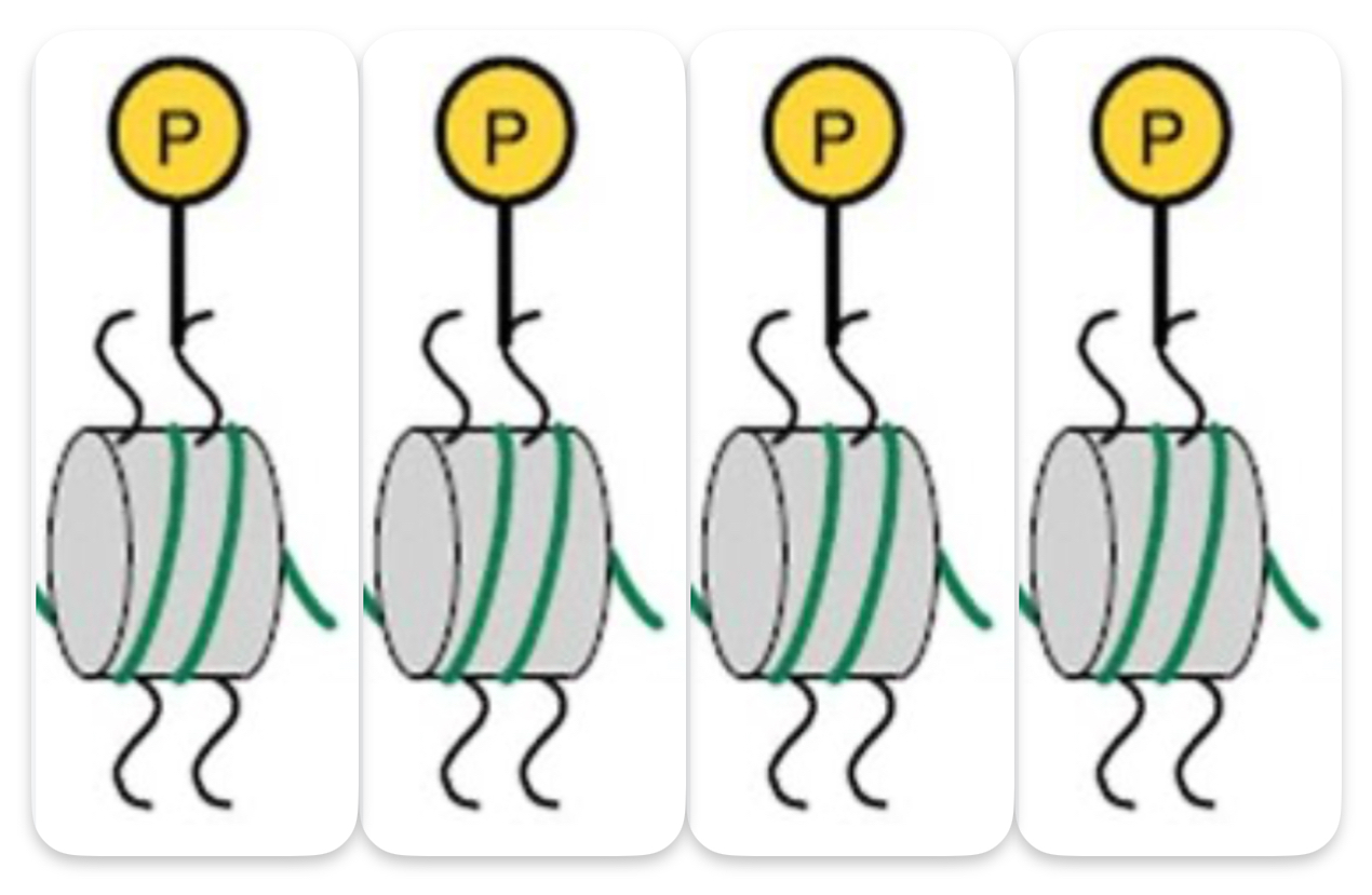 ¿Qué es la fosforilación de las histonas?