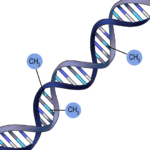 ¿En qué consiste la metilación del ADN?