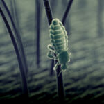 ¿Qué es la pediculosis?