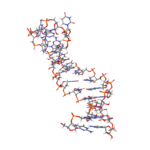 ¿Qué son los microARNs?