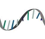 ¿Como actúa el ARN largo no codificante?