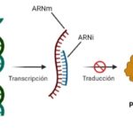 ¿Qué es el silenciamiento génico?