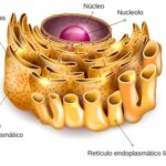 ¿Cuál es la función del reticulo endoplásmico liso?