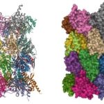 ¿Qué son los proteosomas?