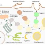 Función de los lisosomas