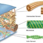 ¿Cuál es la función del citoesqueleto?