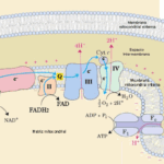 ¿Qué es la fosforilación oxidativa?