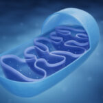 Funciones de las mitocondrias