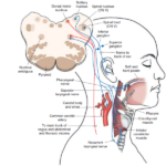 ¿Cuáles son los orígenes reales del Nervio vago (X)?
