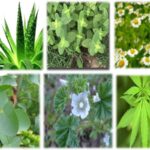 ¿Qué son las plantas medicinales?