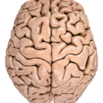 ¿Qué son los surcos o giros cerebrales?