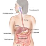 ¿Qué es el sistema digestivo?