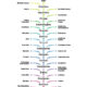 Árbol filogenético de los humanos