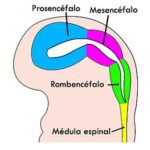 ¿Qué es el proscencéfalo?