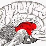 ¿Cuál es la función del Tálamo?