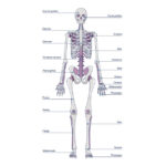 ¿Cuantos huesos tiene el esqueleto humano?