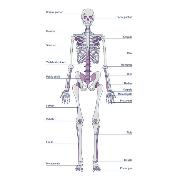 Ossos do corpo humano: nomes, quantidade, tipos - Biologia Net