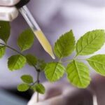 ¿Qué es un fitoquímico?