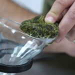 Los organismos como fuente de compuestos farmacológicos