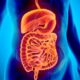 Funciones básicas del tubo digestivo