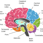 Lectura de practica: Parts of brain
