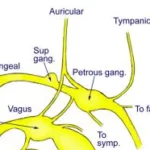 Orígenes reales del nervio glosofaríngeo (IX)