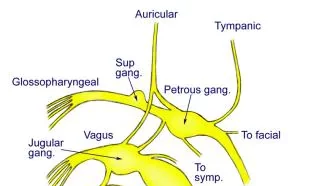 Orígenes reales del nervio glosofaríngeo (IX)