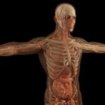 ¿Cuáles son las regiones del cuerpo humano?