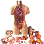 Estudio anatómico de los órganos humanos