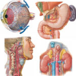 Desarrollo de los órganos