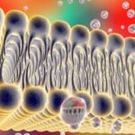 Paso de estradiol y vitamina D por la membrana celular