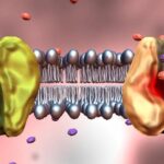 ¿Que son las proteínas de transporte de membrana?