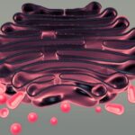 Paso de sustancias al interior de los orgánulos