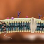 Proteínas transportadoras de la membrana celular